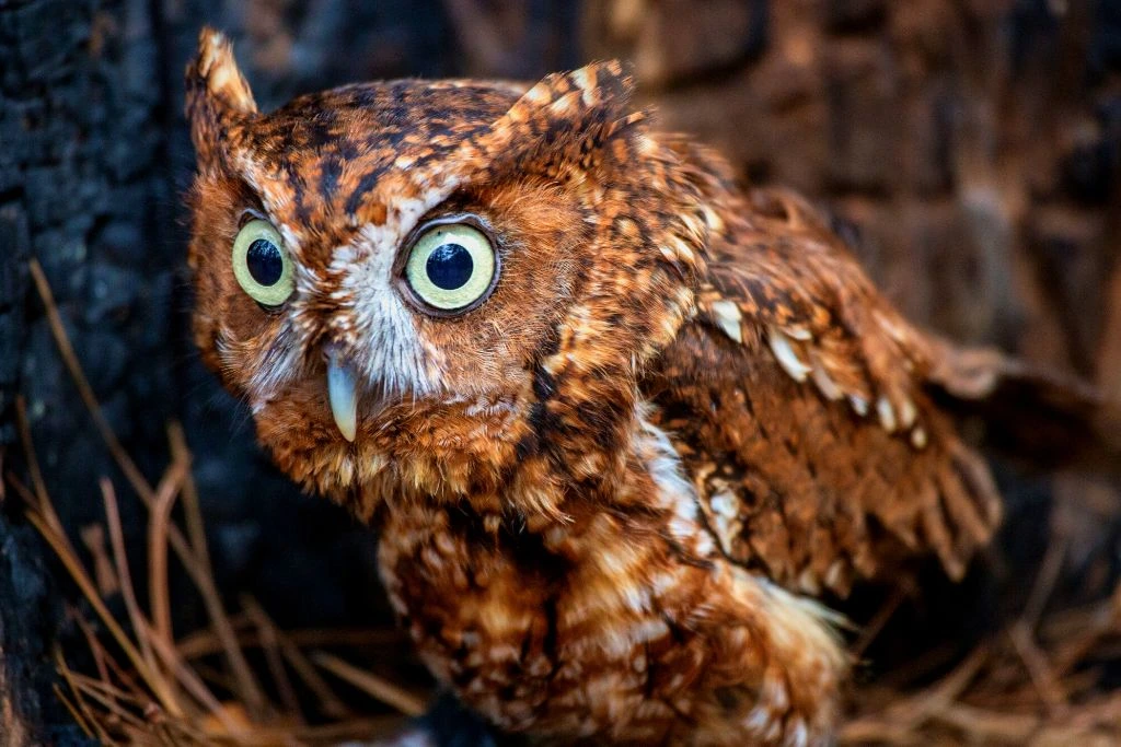 Eastern Screech Owl on an outdoor blurry background