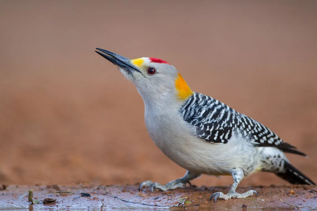 Golden Fronted Woodpecker on the ground