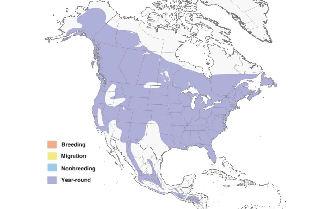 Hairy Woodpecker Range Map
