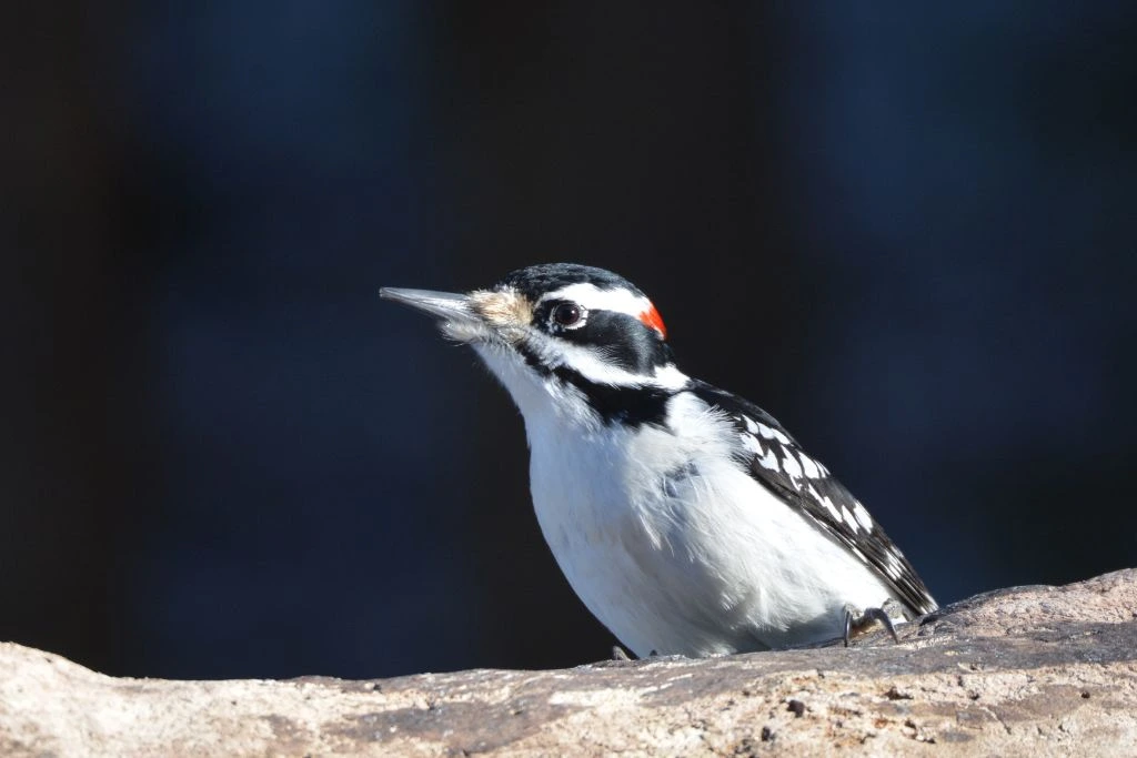 Hairy Woodpecker perching on a wood
