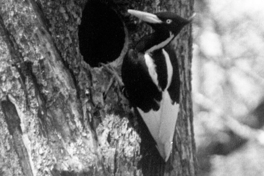 Ivory Billed Woodpecker perching on the tree