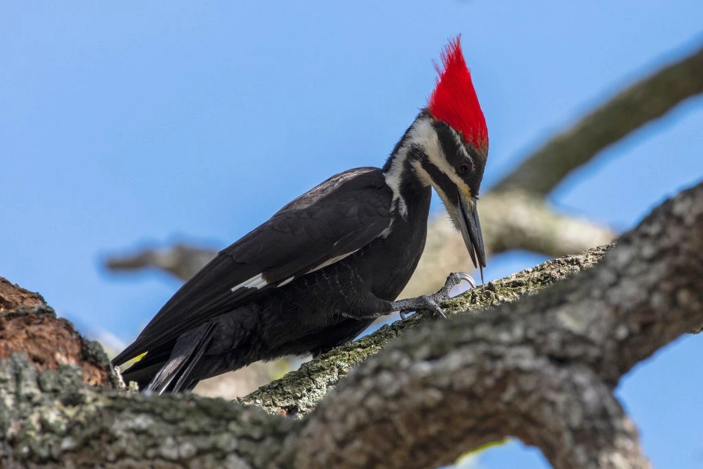 Pileated Woodpecker perching on a tree