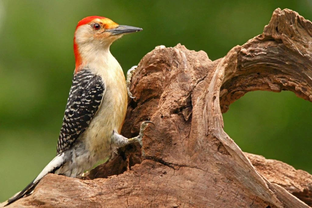 Red-Bellied Woodpecker perching on a tree