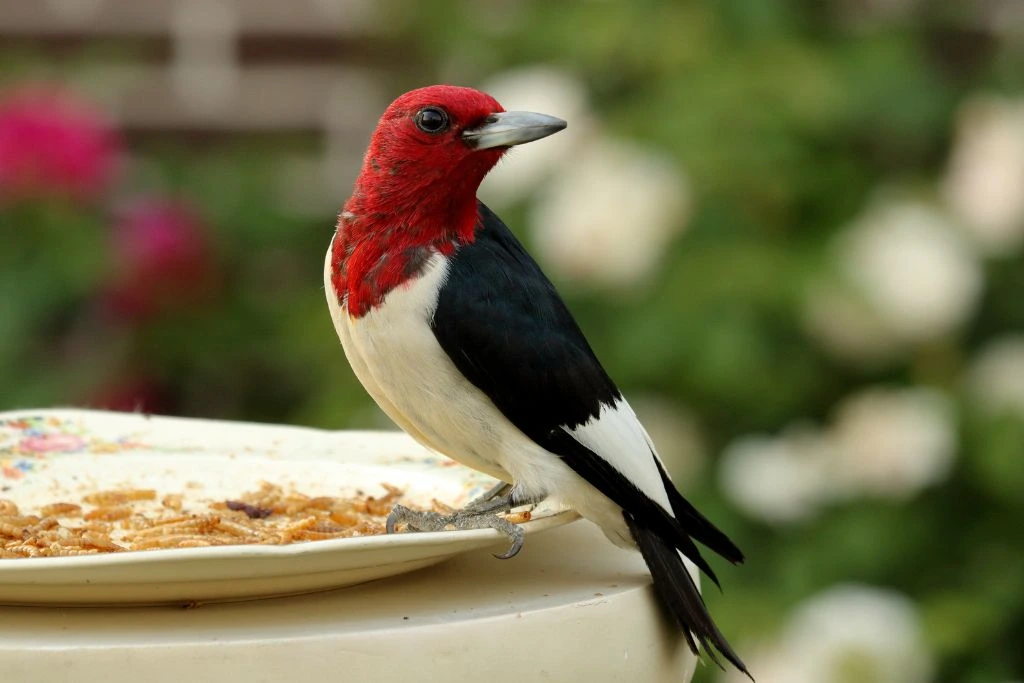 Red-Headed Woodpecker on a plate of dried worms 