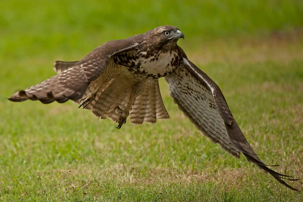 Red-Shouldered Hawk flying above a green field