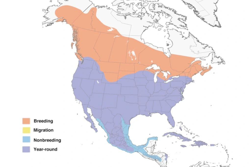 Red-Tailed Hawk Range Map