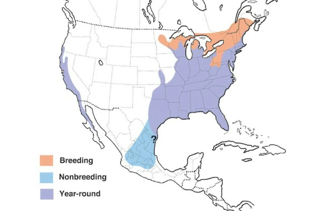 Red-Tailed Hawk Range Map