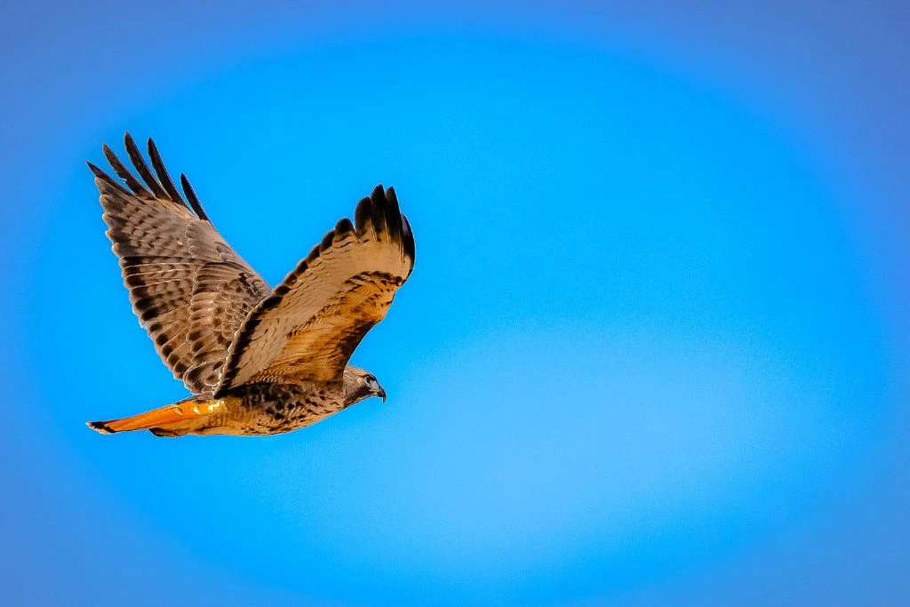 A flying Red-Tailed Hawk