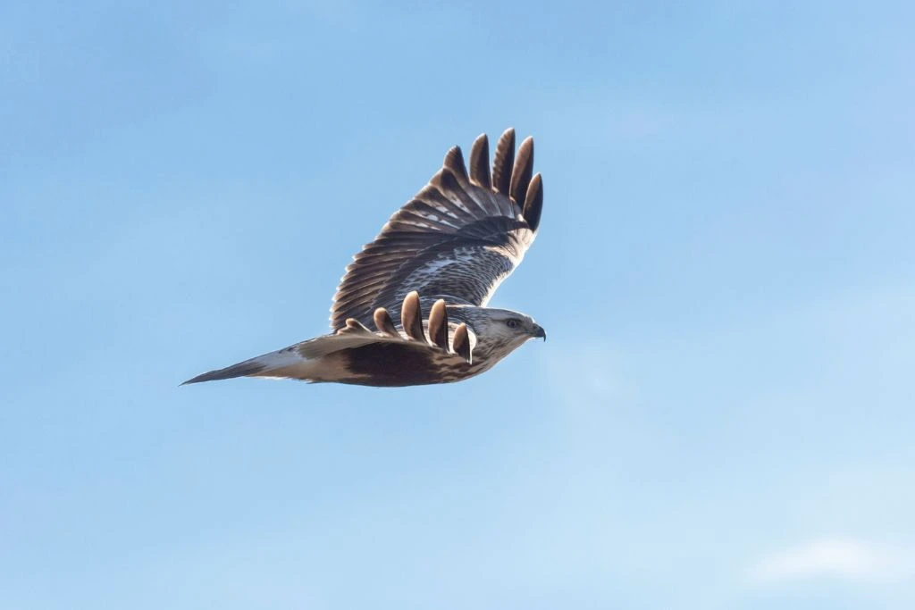 A flying Rough-Legged Hawk