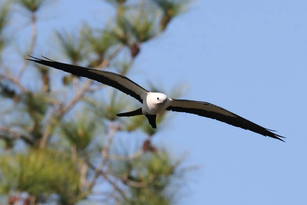 A flying Swallow-Tailed Kite