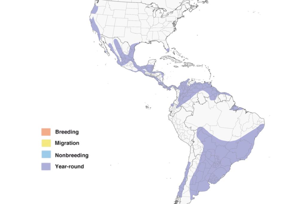 White-Tailed Kite Range Map