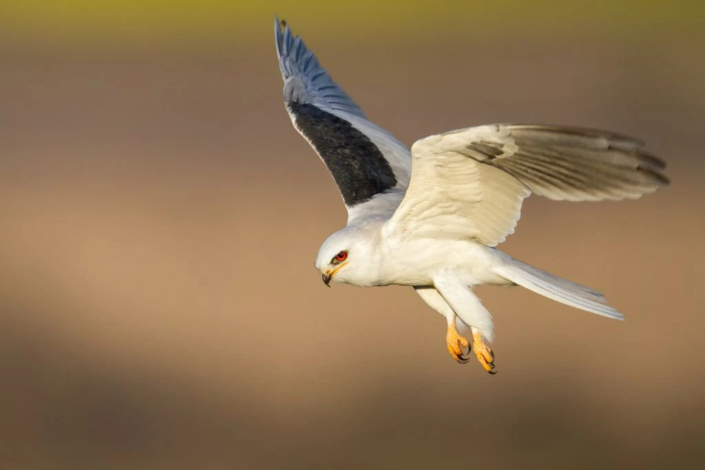 A flying White-Tailed Kite