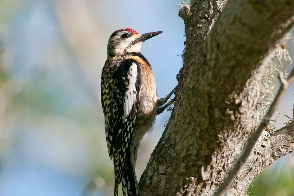 Yellow-Bellied Sapsucker perching on a tree