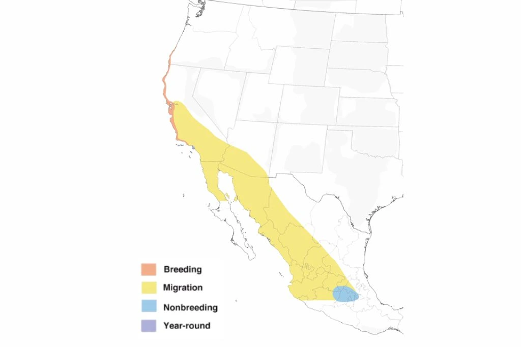 Allens Hummingbird Range Map