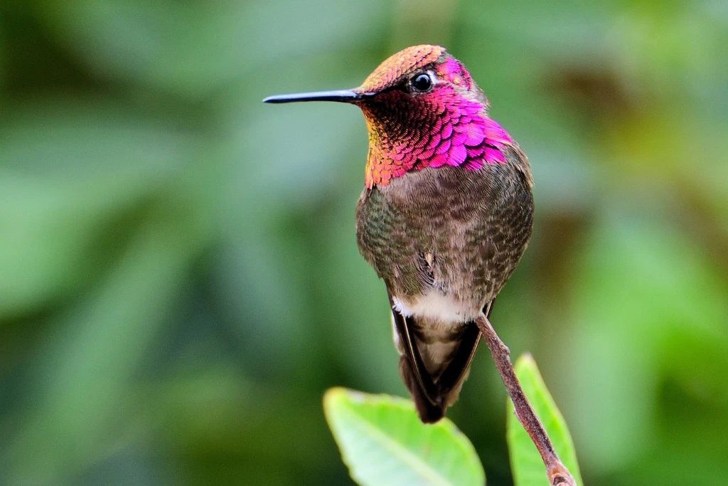 The Anna Hummingbird is sitting on the tip of a stem.