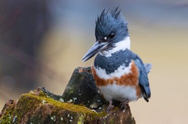 Belted Kingfisher Bluebird standing on a tree branch