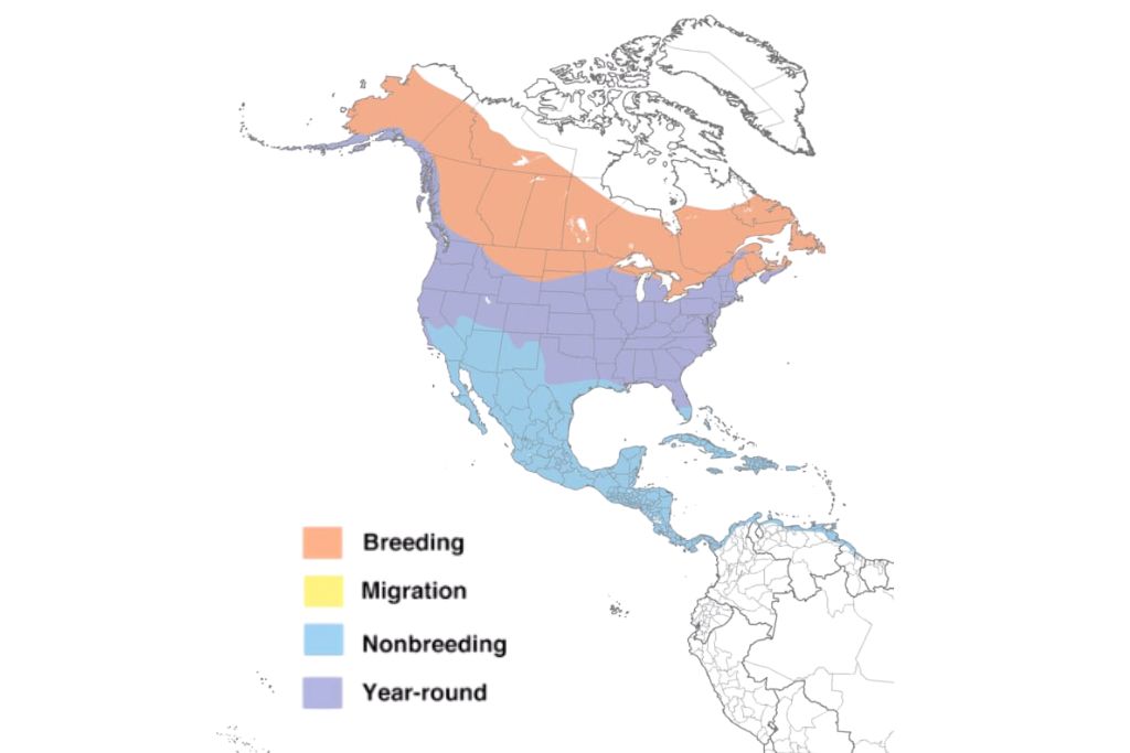 Belted Kingfisher Range Map