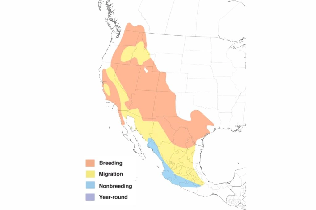 Black Chinned Hummingbird Range Map