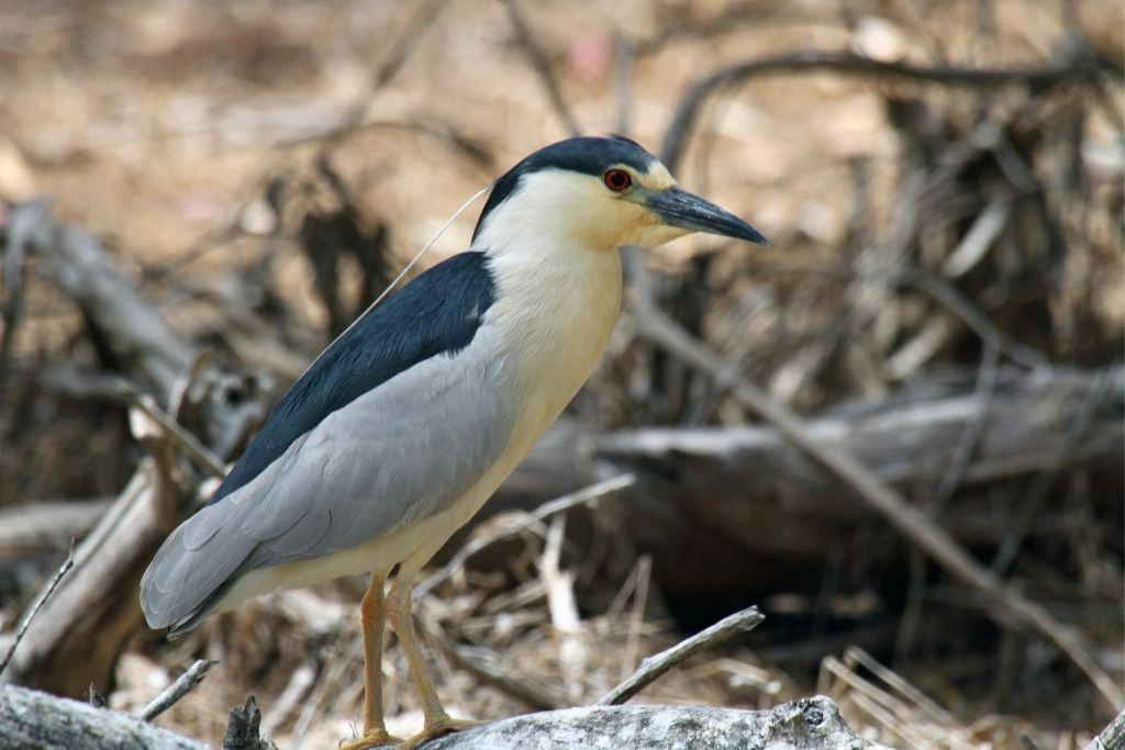 Black-Crowned Night Heron standing on a branch tree