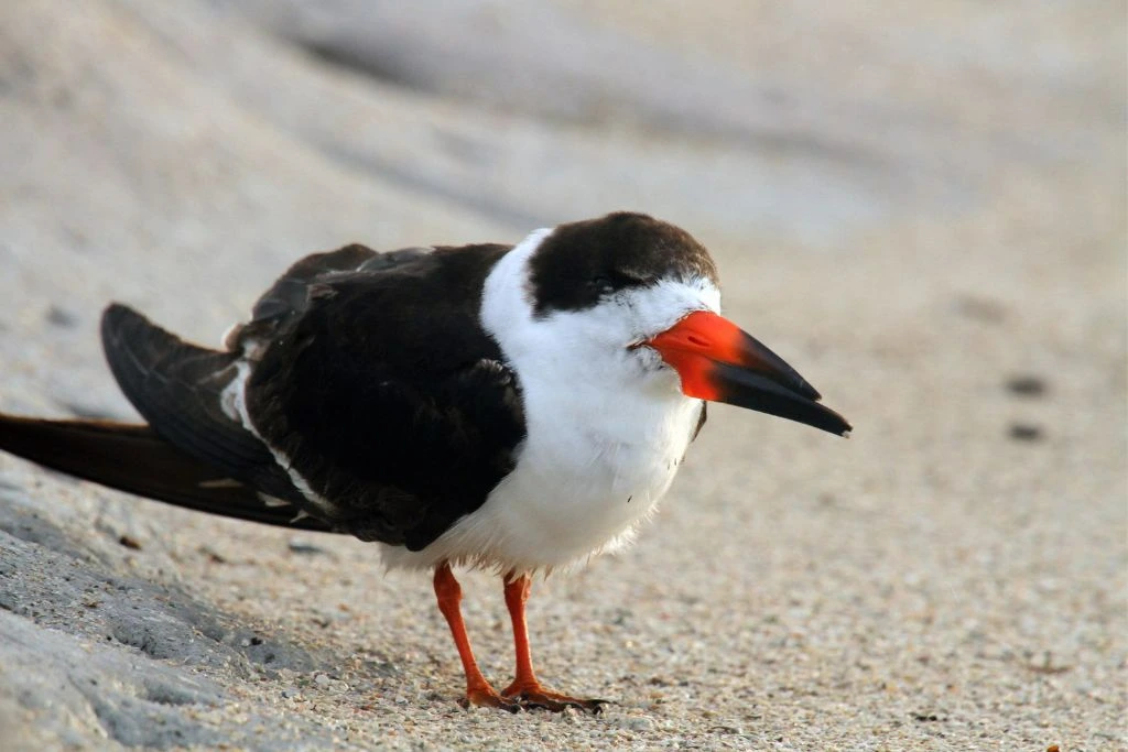 close up look of a Black Skimmer in the shore