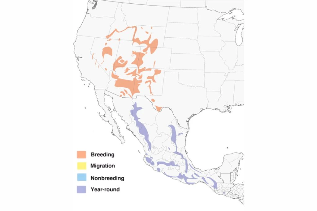 Broad- Tailed Hummingbirds Range Map