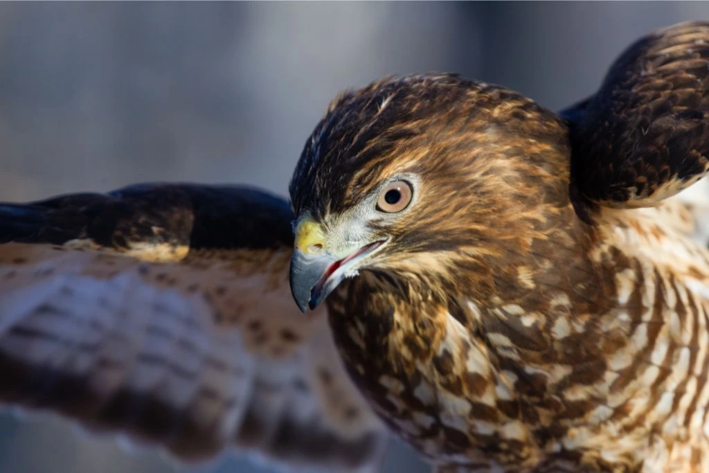 a close-up shot of Broad-Winged Hawk while flying