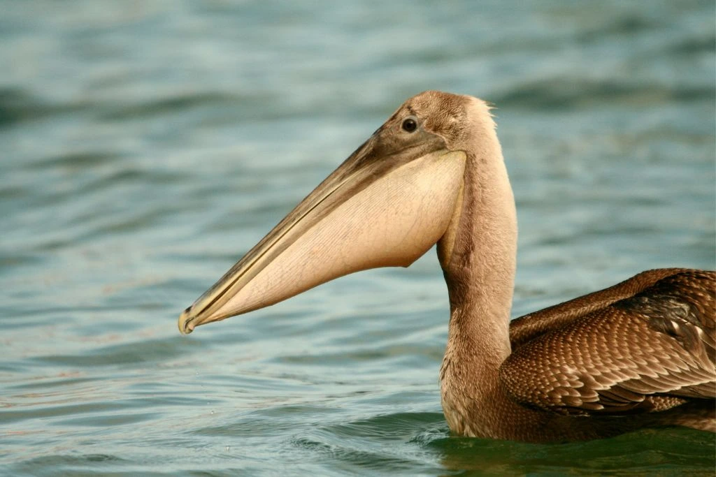 Close up look of swimming Brown pelican 