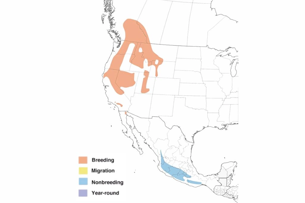 Calliope Hummingbird Range Map