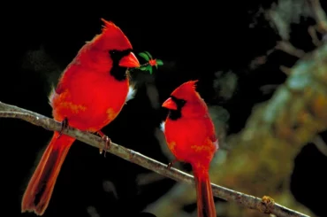 Two Red Cardinal birds standing next to each other on a tree branch