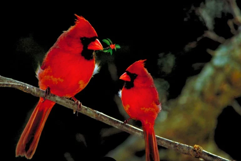 Two Red Cardinal birds standing next to each other on a tree branch