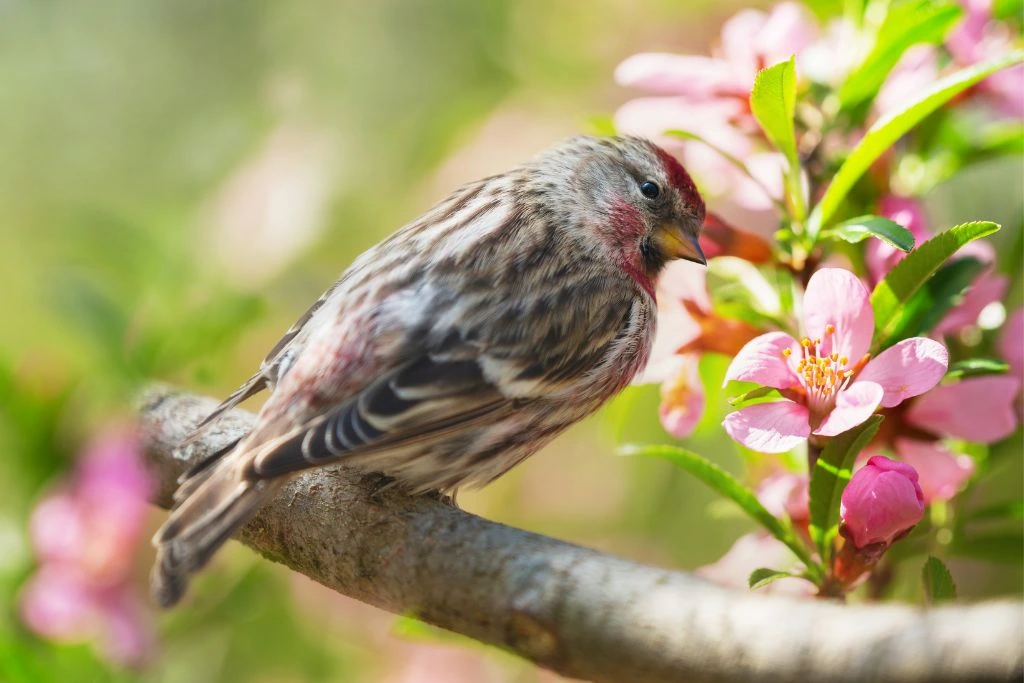 A Red Headed Common Redpoll bird sitting on a branch of a tree