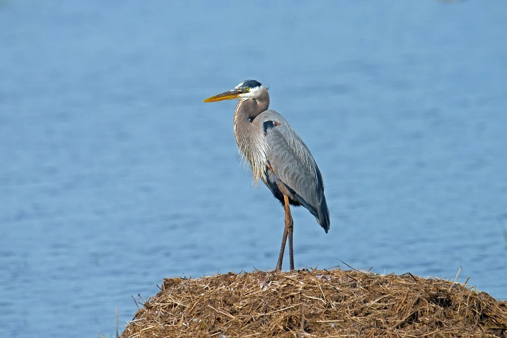 Great Blue Heron standing on a pile of dried grass behind the sea