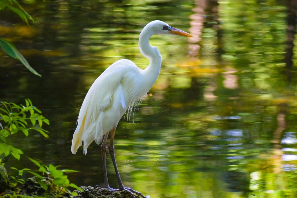 Great Egret standing on a rock beside the lake