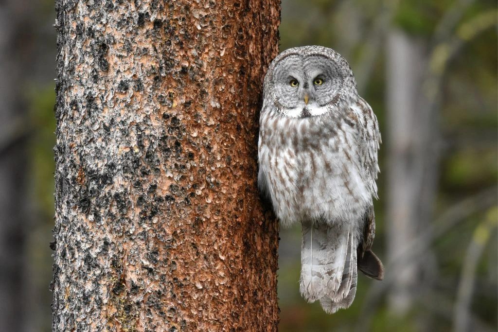 Great Gray Owl standing on a branch of tree in the forest