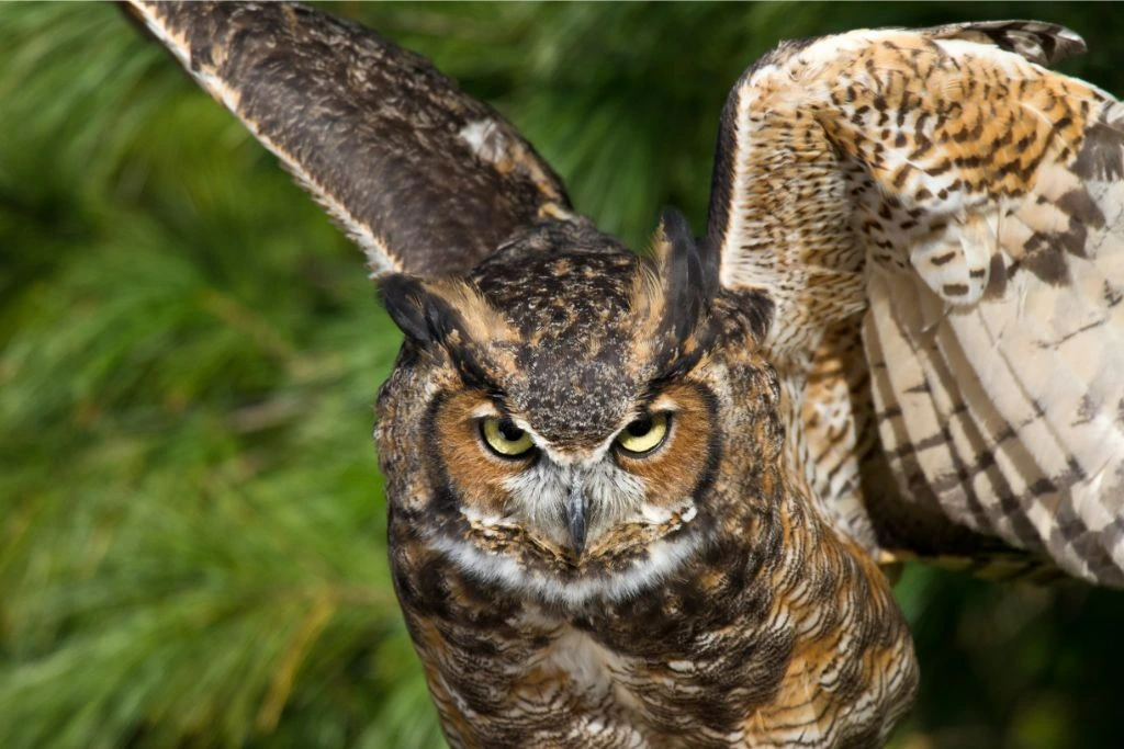 Fierce looking Great Horned Owl flapping its wings on a blurry background