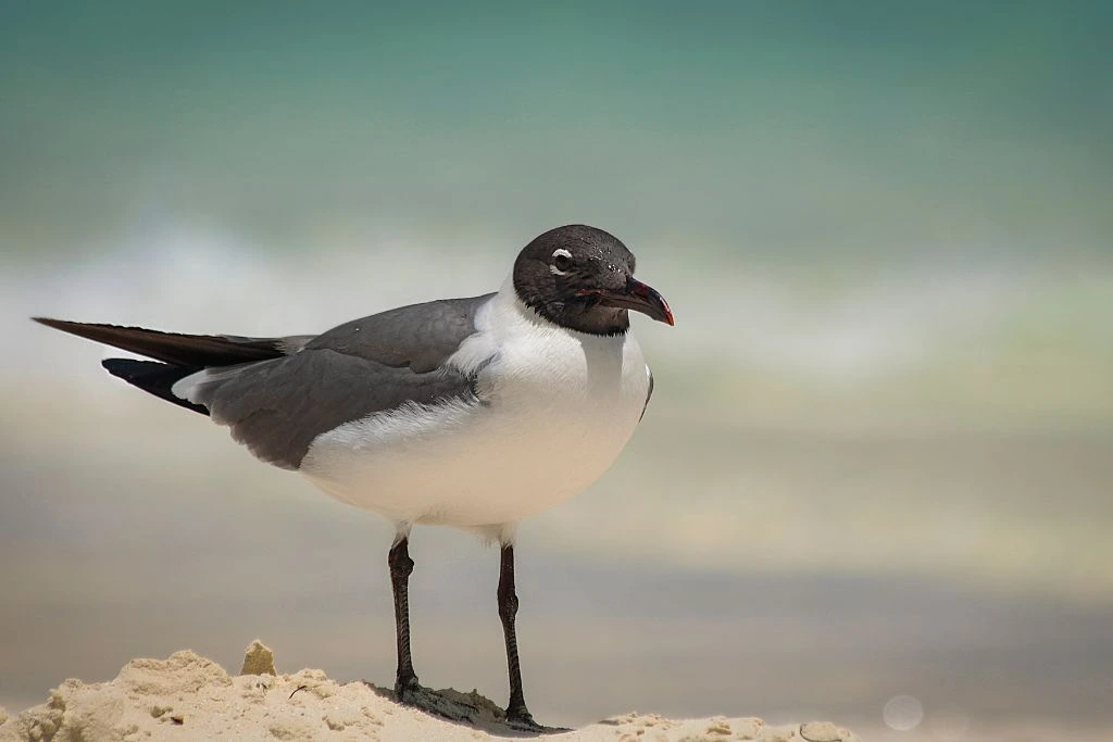 close up look of Laughing Gull in the shore