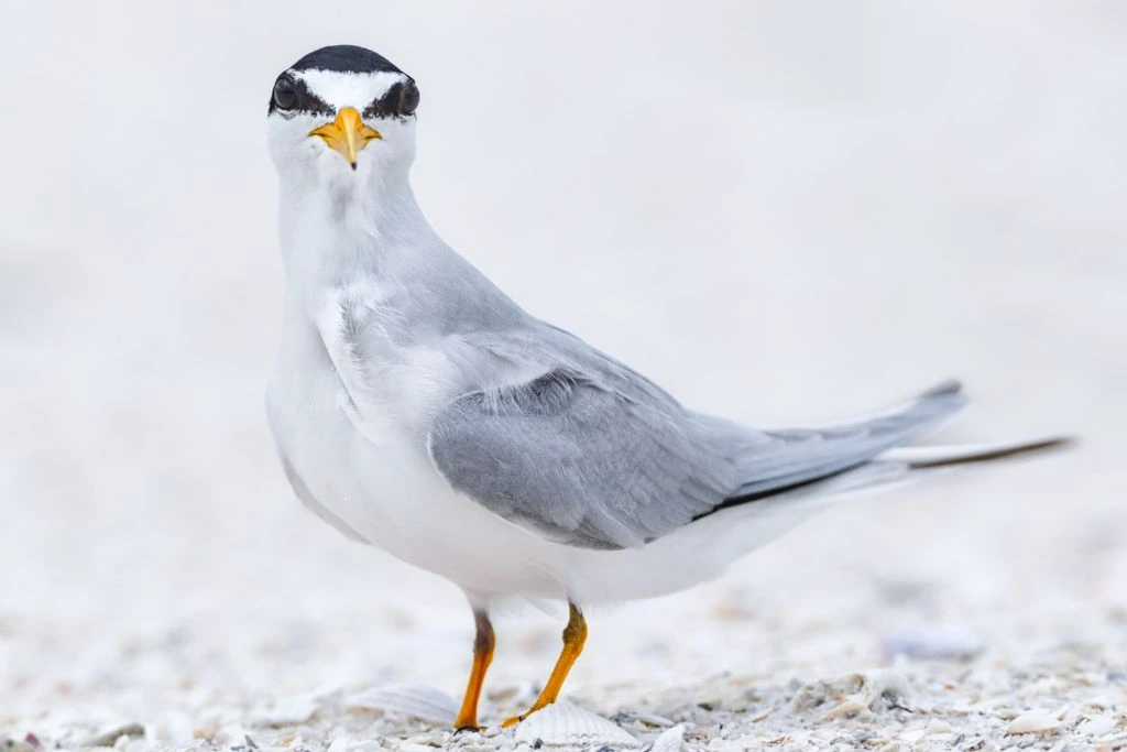 close up look of Least Tern standing on a white sand
