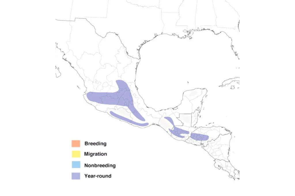 Mexican Violetear Hummingbirds Range Map