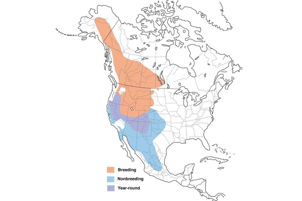 Mountain Bluebird Range Map