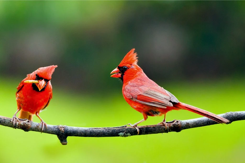 two northern cardinal birds standing on tree branch