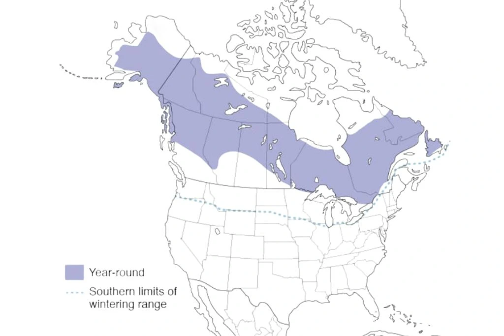 Northern Hawk Owl Range map
