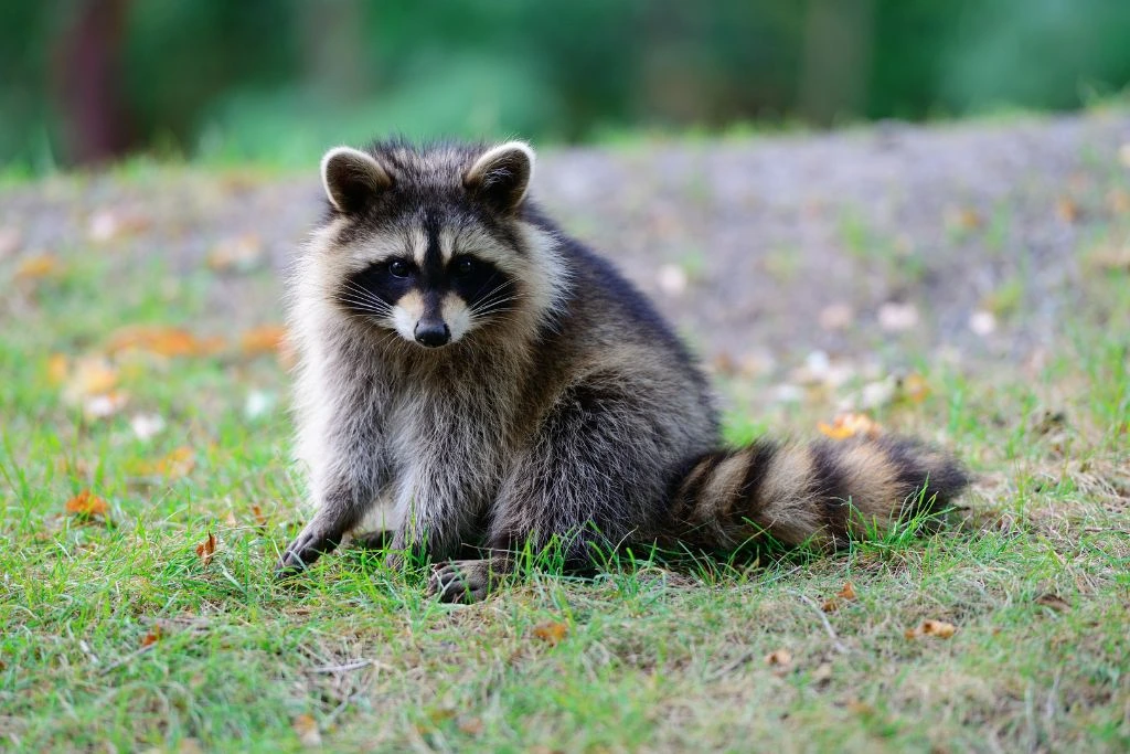 raccoon sitting on the ground