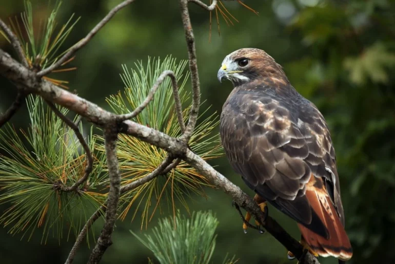 A Red-Tailed Hawk is standing on a thin branch of a tree.