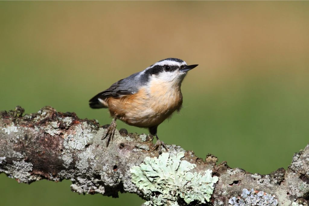 Red-breasted Nuthatch bird standing on a branch of a tree