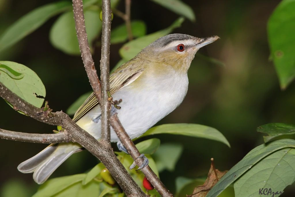 Red-Eyed Vireo Bird standing on a tree branch