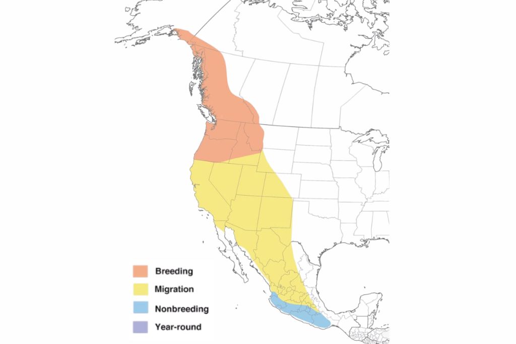 Rufous Hummingbird Range Map