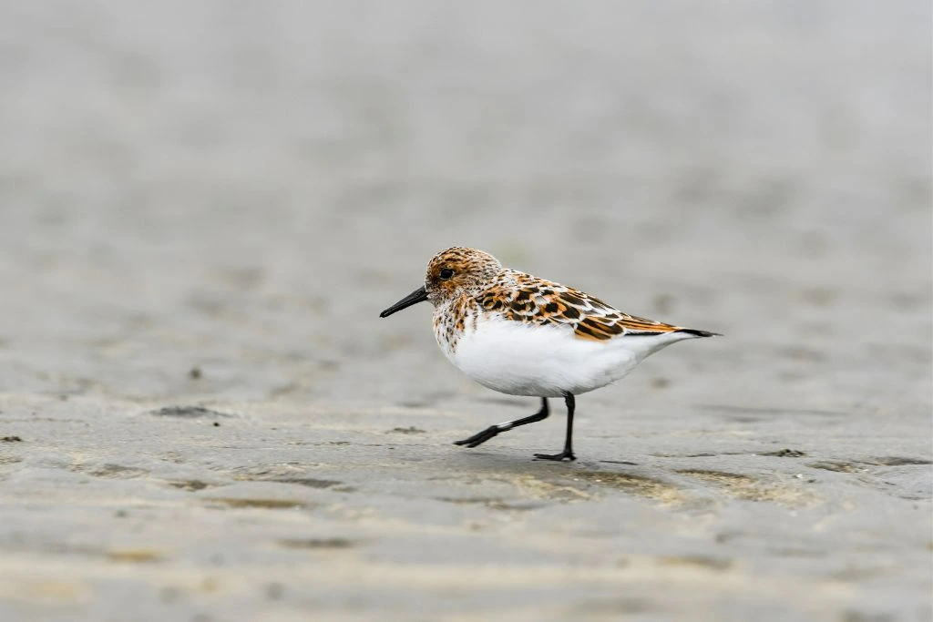 close up look of Sanderling walking on the ground