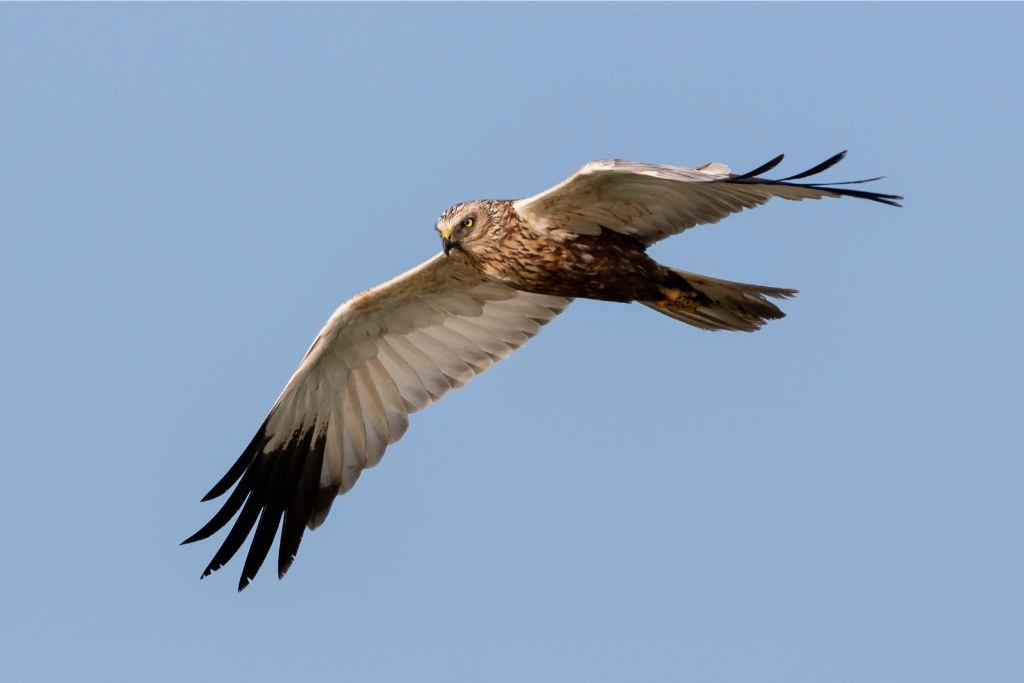 Sharp-Shinned Hawk flying