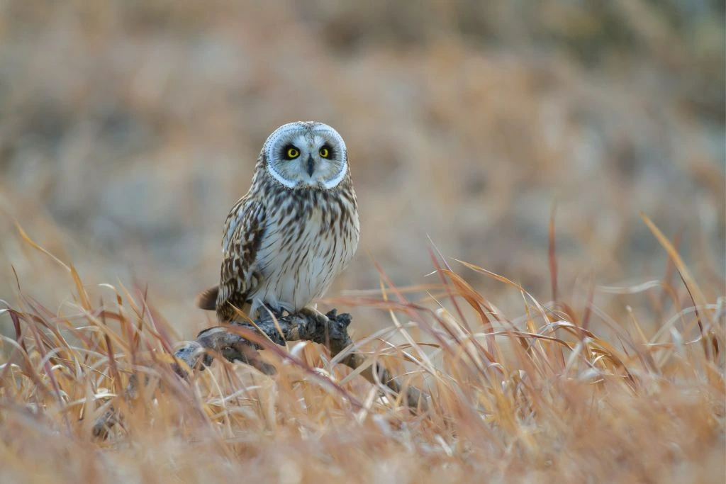 Short-Eared Owl standing on a branch of tree on dried grassy field