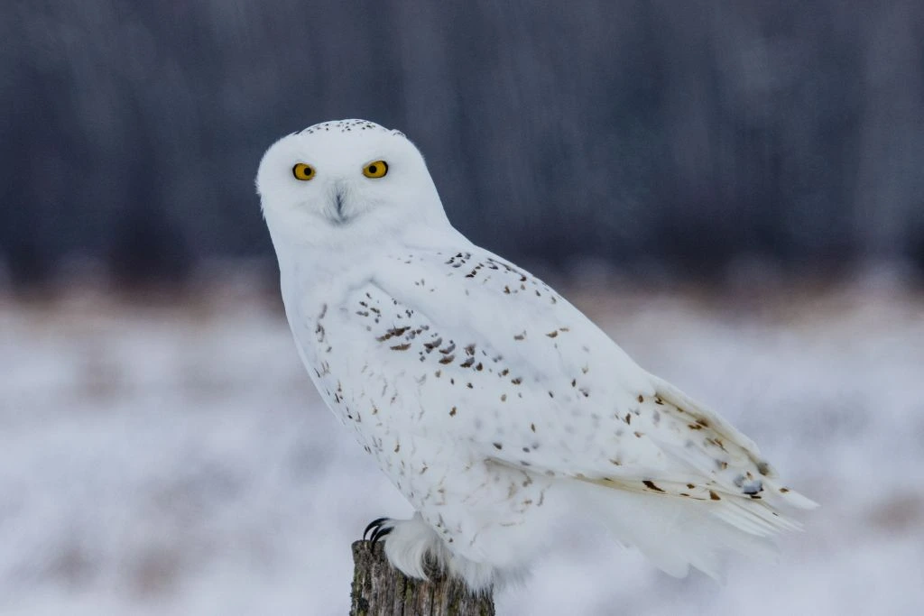 snowy owl standing on a wood fence during winter